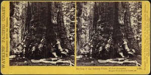 Section of the Grizzly Giant, 33 feet diameter, Mariposa Grove, Mariposa County, Cal.