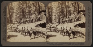 Troop I. U.S. Cavalry on the trunk of the "Fallen Monarch," Mariposa, California