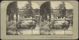 A hippopotamus family, Central Park, New York