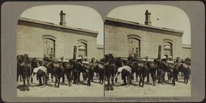 Russian soldiers grooming their horses, Tientsin, China
