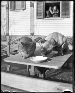 A cat and dog on an outdoor table