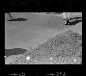 Grass and pavement