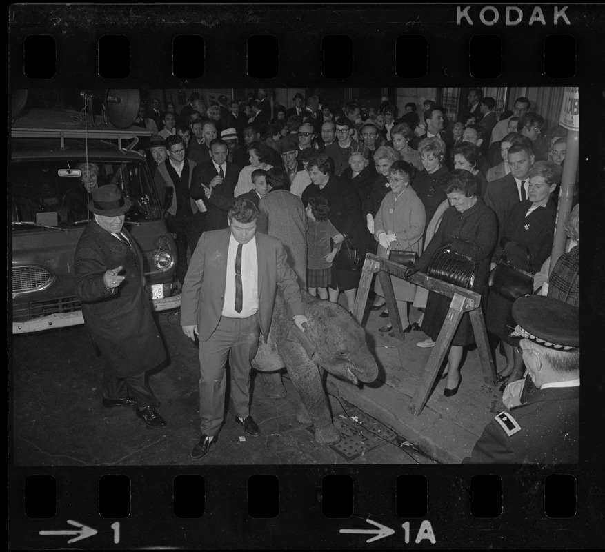 Crowd on sidewalk surrounding a small elephant, the GOP symbol, outside the Sack Theater on the occasion of the "Camelot" film premiere