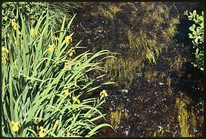 Stream feeder to Charles River at Audubon Soc. Res., Natick off Rt. 16