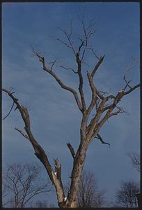 Leafless tree, Boston
