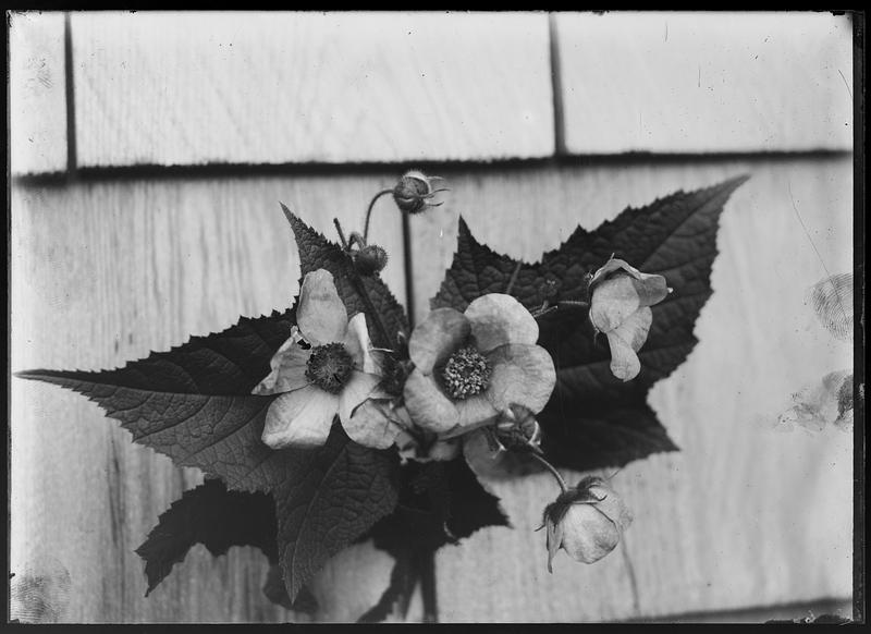 Rubus odoratus(?)