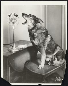 Rin Tin Tin Announcing. Don't be so sure it's static the next time- It may be Rin Rin Rin. the famous movie dog broadcasts his best barks over an NBC network everythursday. or maybe he croons...