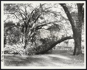 On Boston Common - A once-proud tree on Boston Common stands bowed by the hurricane.