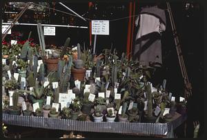 Cacti for sale