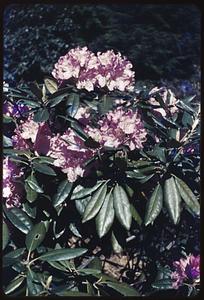 Pink flowers