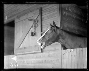 Horse in stable stall