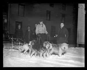 A man holds the leashes of a pack of dogs in snow