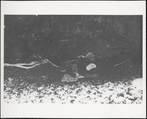 Litter among hedges