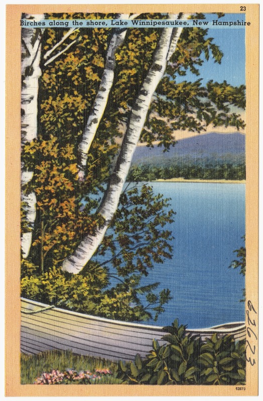Birches along the shore, Lake Winnipesaukee, New Hampshire