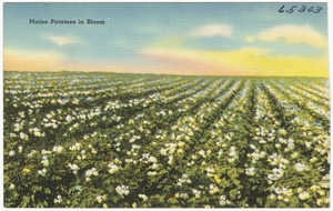 Maine potatoes in bloom