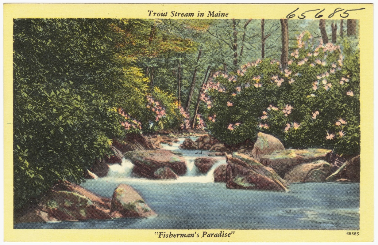 Trout stream in Maine, "Fisherman's Paradise"