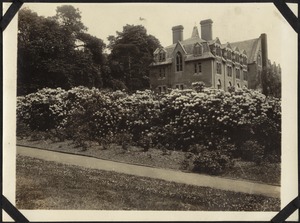 Rhododendron Hedge, The Royal Normal College for the Blind, England