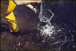 Stocking Pacific Coast "Coho" Salmon