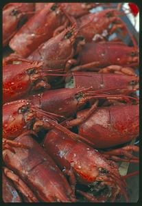 Lobsters