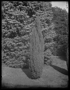 Juniperus communis hibernica