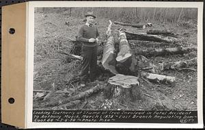 Contract No. 66, Regulating Dams, Middle Branch (New Salem), and East Branch of the Swift River, Hardwick and Petersham (formerly Dana), looking southerly at stump of tree involved in fatal accident to Anthony Mazik, March 1, 1939, east branch regulating dam, Hardwick, Mass., Mar. 6, 1939