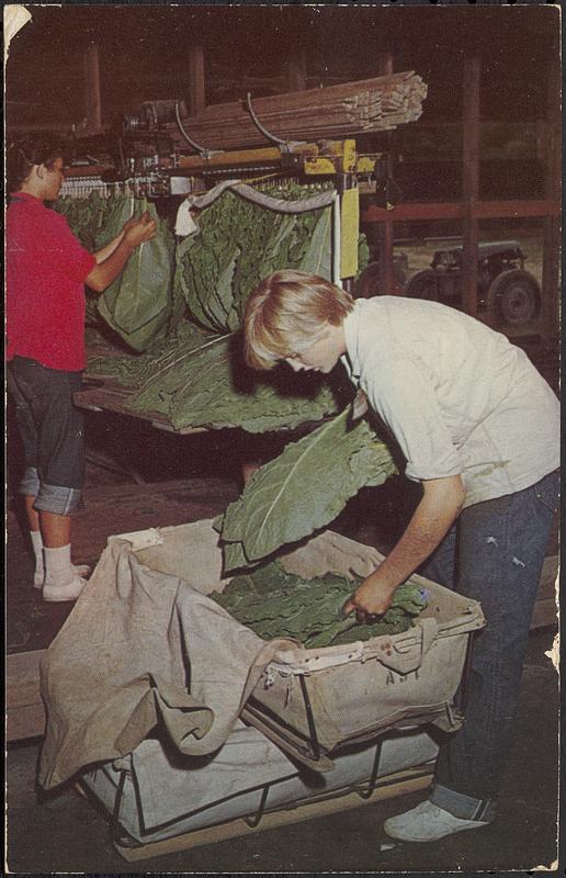 Tobacco packing