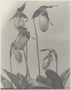 156. Cypripedum acaule, moccasin-flower, stemless lady's slipper