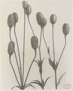 378. Lilium canadense, meadow lily