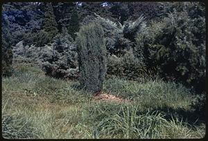 Juniperus chinensis "Olympia"