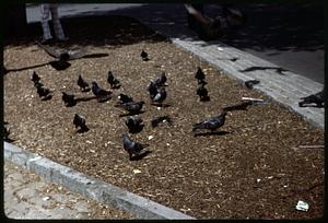A flock of pigeons on the ground