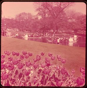 Swan boats, Public Gardens Boston Mass.