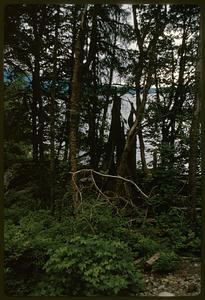 Fallen tree branches in wooded area