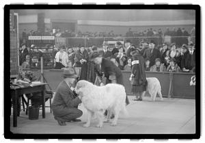 Dog show