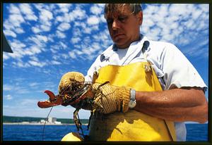 Plymouth, MA (circa 1990) A lobsterman checks the size of a lobster