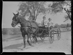 Horse drawn cart