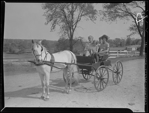 Horse drawn cart