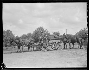 Horse cart