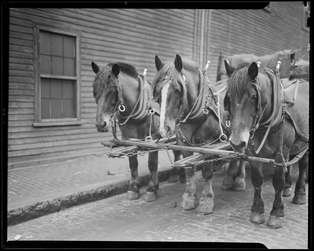 Three horse team, Boston, after 1934 Digital Commonwealth