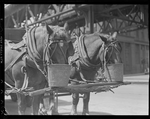 Horse team having lunch, after 1934