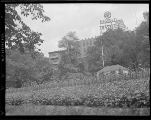 Victory Garden on Boston Common, Herald Building in background