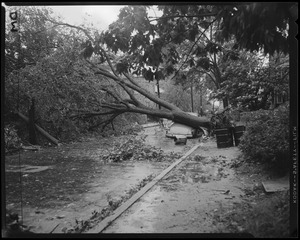 Tree crushes auto, Hurricane Carol