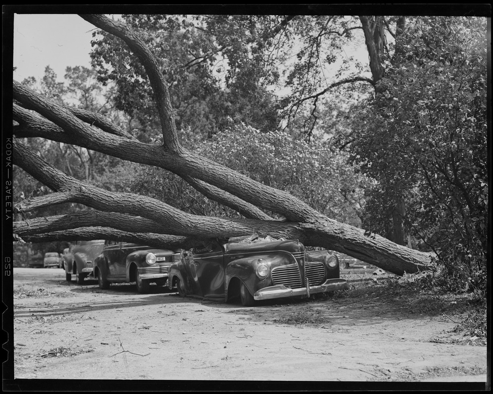 Tree toppled by hurricane crushes auto