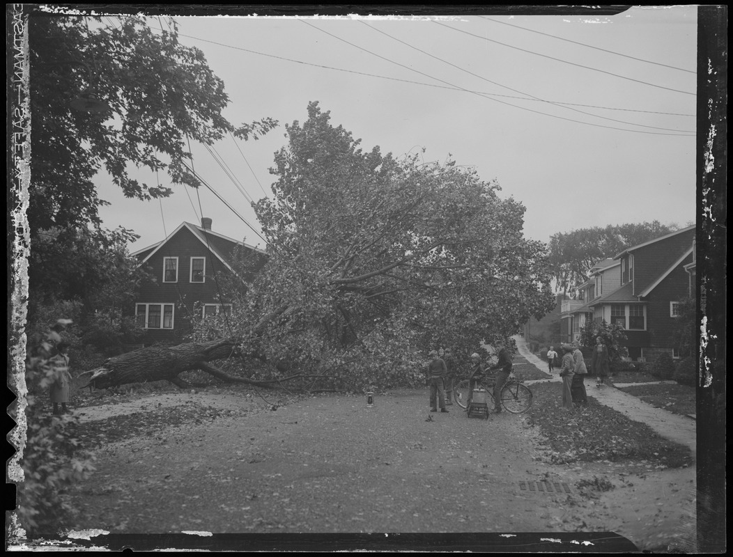 Trees downed by storm