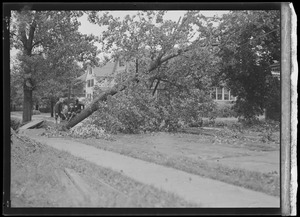 Trees downed by storm
