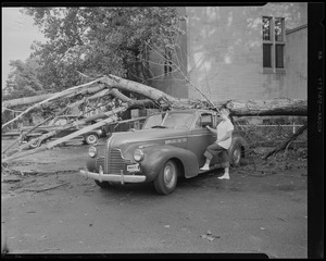 Tree crushes car
