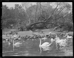 Fallen trees next to pond with ducks and geese, Franklin Pond, Hurricane of 38