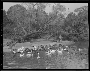Fallen trees next to pond with ducks and geese, Franklin Pond, Hurricane of 38