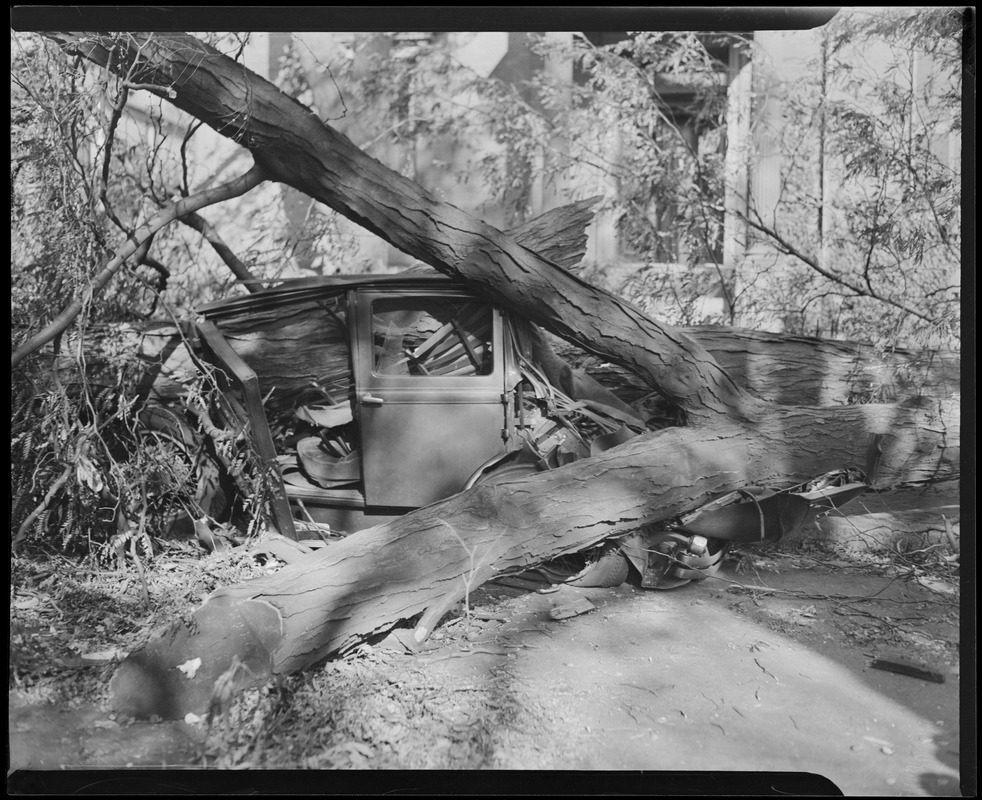 Tree crushes car, Hurricane of 38
