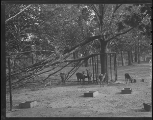 Branch down in animal pen, Franklin Park Zoo, Hurricane of 38