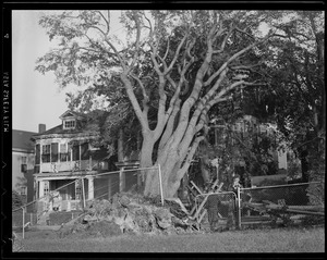 Damaged trees, Hurricane of 38